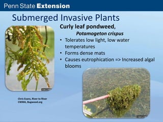 Submerged Invasive Plants 
Chris Evans, River to River 
CWMA, Bugwood.org 
Curly leaf pondweed, 
Potamogeton crispus 
• Tolerates low light, low water 
temperatures 
• Forms dense mats 
• Causes eutrophication => Increased algal 
blooms 
 