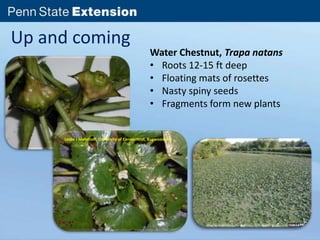 Up and coming 
Water Chestnut, Trapa natans 
• Roots 12-15 ft deep 
• Floating mats of rosettes 
• Nasty spiny seeds 
• Fragments form new plants 
Leslie J Mehrhoff, University of Connecticut, Bugwood.org 
 