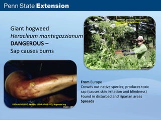 Giant hogweed 
Heracleum mantegazzianum 
DANGEROUS – 
Sap causes burns 
Thomas B. Denholm, New Jersey 
Department of Agriculture, 
Bugwood.org 
USDA APHIS PPQ Archive, USDA APHIS PPQ, Bugwood.org 
From Europe 
Crowds out native species; produces toxic 
sap (causes skin irritation and blindness) 
Found in disturbed and riparian areas 
Spreads 
 