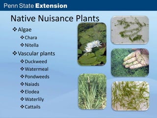 Native Nuisance Plants 
Algae 
Chara 
Nitella 
Vascular plants 
Duckweed 
Watermeal 
Pondweeds 
Naiads 
Elodea 
Waterlily 
Cattails 
 
