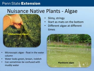 Nuisance Native Plants - Algae 
Filamentous Algae 
• Slimy, stringy 
• Start as mats on the bottom 
• Different algae at different 
times 
Planktonic algae 
• Microscopic algae - float in the water 
column 
• Water looks green, brown, reddish 
• Can sometimes be confused with 
muddy water 
 