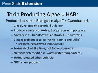 Toxin Producing Algae = HABs 
Produced by some ‘Blue-green algae” = Cyanobacteria 
– Closely related to bacteria, but larger 
– Produce a variety of toxins, 2 of particular importance 
– Microcystin – hepatotoxin; Anatoxin-A – neurotoxin 
– 3 main problem species: “Annie, Fannie and Mike” 
• Anabaena, Aphanizomon and Microcystis 
– Toxins - Not all the time, not for long periods 
– Nutrient rich conditions, warm water temperatures 
– Toxins released when cells die 
– NOT a new problem 
 