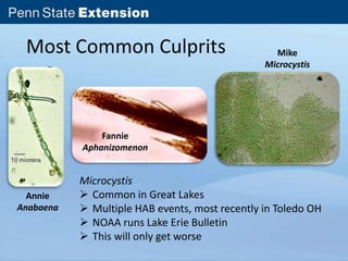 Most Common Culprits 
Annie 
Anabaena 
Fannie 
Aphanizomenon 
Mike 
Microcystis 
Microcystis 
 Common in Great Lakes 
 Multiple HAB events, most recently in Toledo OH 
 NOAA runs Lake Erie Bulletin 
 This will only get worse 
 