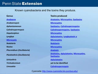 Known cyanobacteria and the toxins they produce. 
Genus Toxins produced 
Anabaena Anatoxins, Microcystins, Saxitoxins 
Anabaenopsis Microcystins 
Aphanizomenon Saxitoxins, Cylindrospermopsins 
Cylindrospermopsis Cylindrospermopsins, Saxitoxins 
Hapalosiphon Microcystins 
Lyngbya Aplysiatoxins, Lyngbyatoxin a 
Microcystis Microcystins 
Nodularia Nodularin 
Nostoc Microcystins 
Phormidium (Oscillatoria) Anatoxin 
Planktothrix (Oscillatoria) 
Anatoxins, Aplysiatoxins, Microcystins, 
Saxitoxins 
Schizothrix Aplysiatoxins 
Trichodesmium yet to be identified 
Umezakia Cylindrospermopsin 
Cyanosite http://www-cyanosite.bio.purdue.edu/ 
 