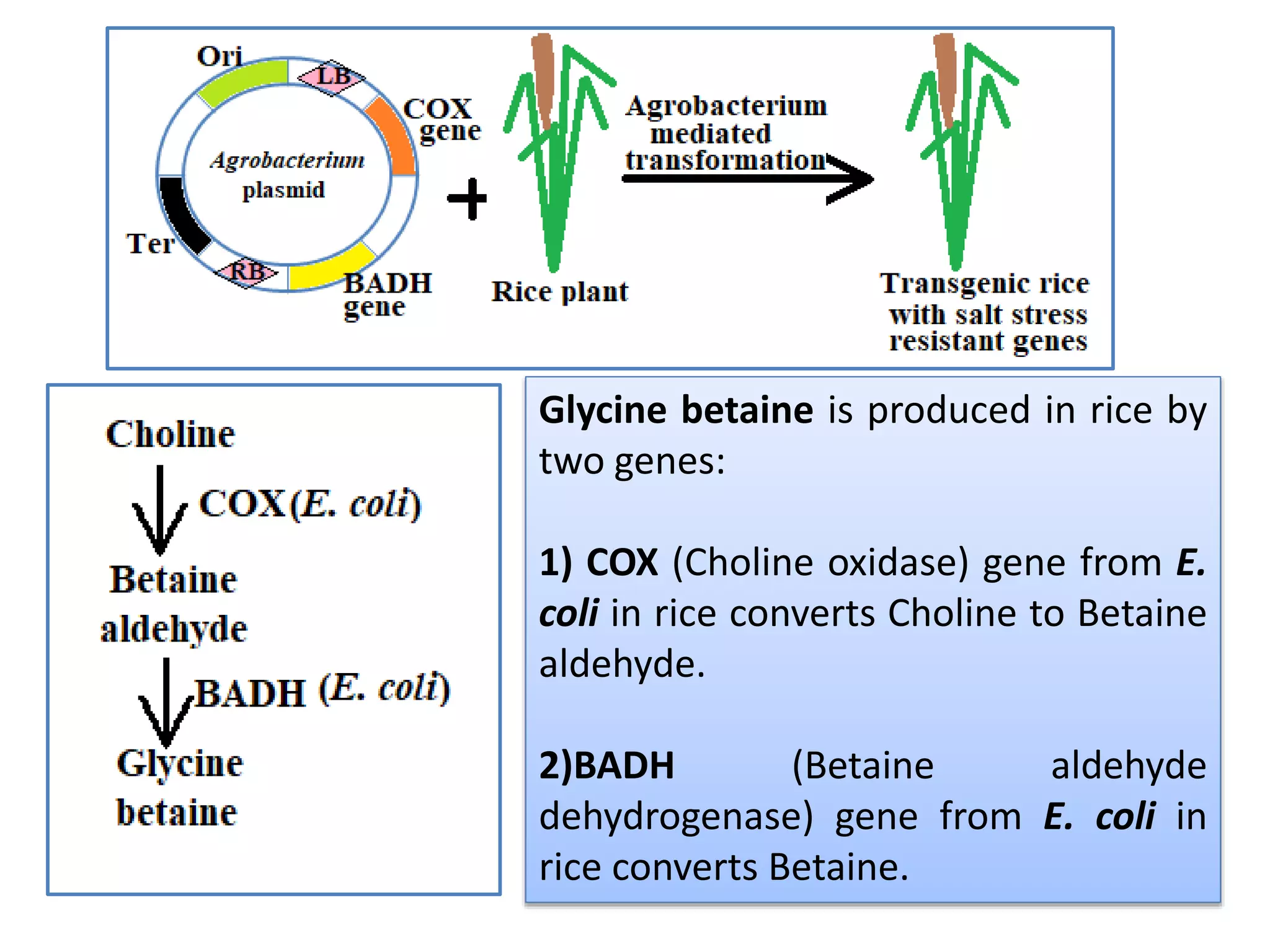 Glycine betaine is produced in rice by
two genes:
1) COX (Choline oxidase) gene from E.
coli in rice converts Choline to Betaine
aldehyde.
2)BADH (Betaine aldehyde
dehydrogenase) gene from E. coli in
rice converts Betaine.
 