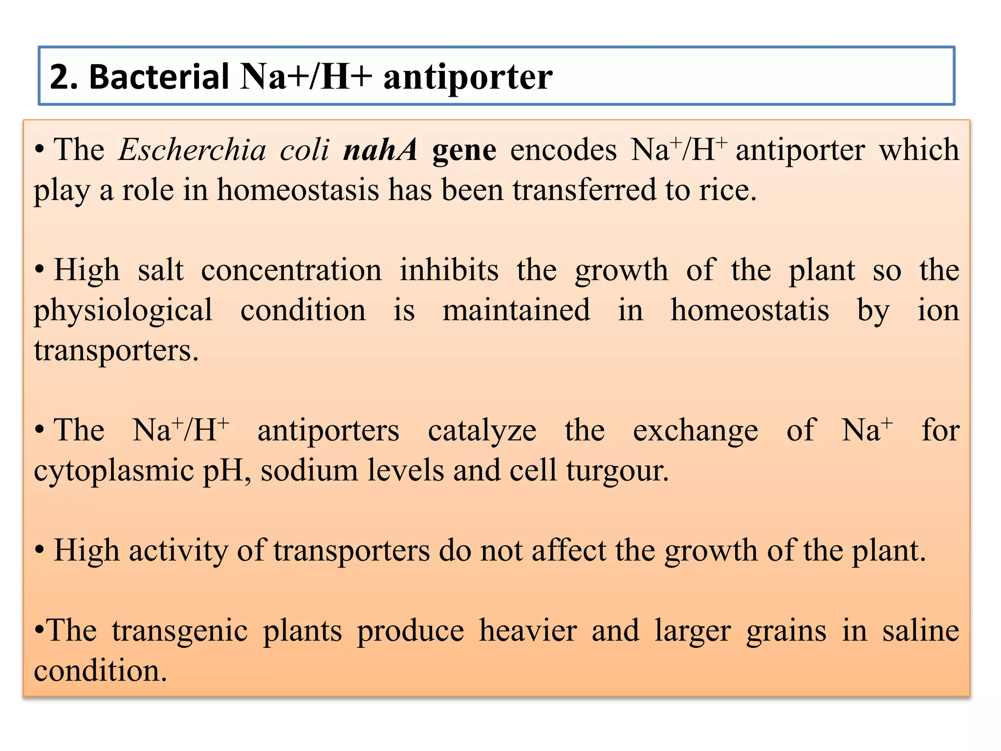 • The Escherchia coli nahA gene encodes Na+/H+ antiporter which
play a role in homeostasis has been transferred to rice.
• High salt concentration inhibits the growth of the plant so the
physiological condition is maintained in homeostatis by ion
transporters.
• The Na+/H+ antiporters catalyze the exchange of Na+ for
cytoplasmic pH, sodium levels and cell turgour.
• High activity of transporters do not affect the growth of the plant.
•The transgenic plants produce heavier and larger grains in saline
condition.
2. Bacterial Na+/H+ antiporter
 