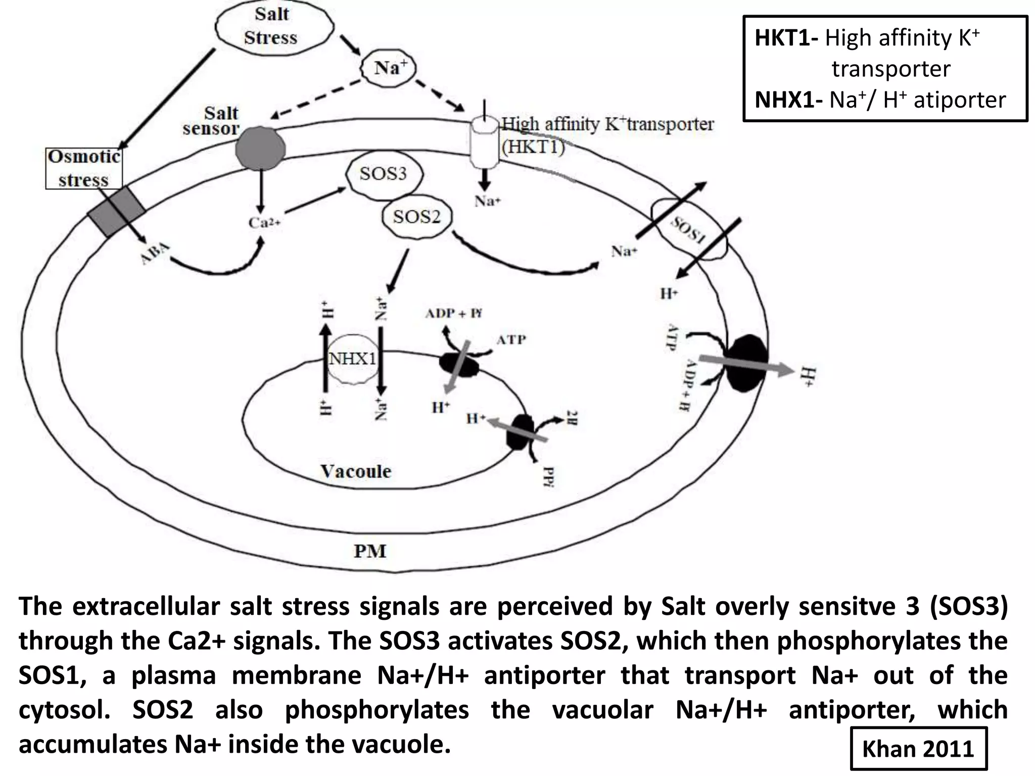 The extracellular salt stress signals are perceived by Salt overly sensitve 3 (SOS3)
through the Ca2+ signals. The SOS3 activates SOS2, which then phosphorylates the
SOS1, a plasma membrane Na+/H+ antiporter that transport Na+ out of the
cytosol. SOS2 also phosphorylates the vacuolar Na+/H+ antiporter, which
accumulates Na+ inside the vacuole. Khan 2011
HKT1- High affinity K+
transporter
NHX1- Na+/ H+ atiporter
 