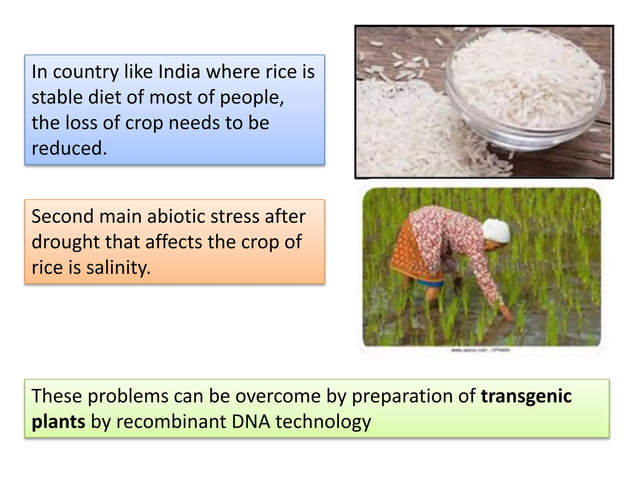 In country like India where rice is
stable diet of most of people,
the loss of crop needs to be
reduced.
Second main abiotic stress after
drought that affects the crop of
rice is salinity.
These problems can be overcome by preparation of transgenic
plants by recombinant DNA technology
 