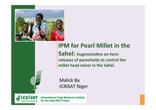 IPM	
  for	
  Pearl	
  Millet	
  in	
  the	
  
Sahel:	
  Augmenta5ve	
  on-­‐farm	
  
releases	
  of	
  parasitoids	
  to	
  control	
  the	
  
millet	
  head	
  miner	
  in	
  the	
  Sahel.	
  
Malick	
  Ba	
  
ICRISAT	
  Niger	
  
 