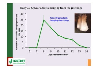 IPM for Pearl Millet in the Sahel: Augmentative on-farm releases of parasitoids to control the millet head miner in the Sahel