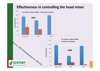 IPM for Pearl Millet in the Sahel: Augmentative on-farm releases of parasitoids to control the millet head miner in the Sahel