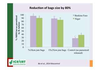 IPM for Pearl Millet in the Sahel: Augmentative on-farm releases of parasitoids to control the millet head miner in the Sahel
