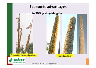 IPM for Pearl Millet in the Sahel: Augmentative on-farm releases of parasitoids to control the millet head miner in the Sahel