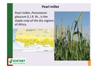 IPM for Pearl Millet in the Sahel: Augmentative on-farm releases of parasitoids to control the millet head miner in the Sahel