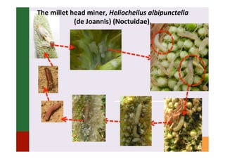 IPM for Pearl Millet in the Sahel: Augmentative on-farm releases of parasitoids to control the millet head miner in the Sahel