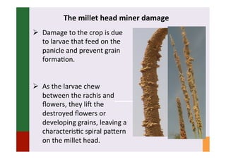 IPM for Pearl Millet in the Sahel: Augmentative on-farm releases of parasitoids to control the millet head miner in the Sahel