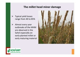 IPM for Pearl Millet in the Sahel: Augmentative on-farm releases of parasitoids to control the millet head miner in the Sahel