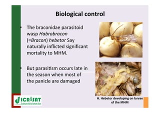IPM for Pearl Millet in the Sahel: Augmentative on-farm releases of parasitoids to control the millet head miner in the Sahel