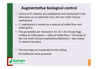 IPM for Pearl Millet in the Sahel: Augmentative on-farm releases of parasitoids to control the millet head miner in the Sahel