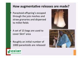 IPM for Pearl Millet in the Sahel: Augmentative on-farm releases of parasitoids to control the millet head miner in the Sahel