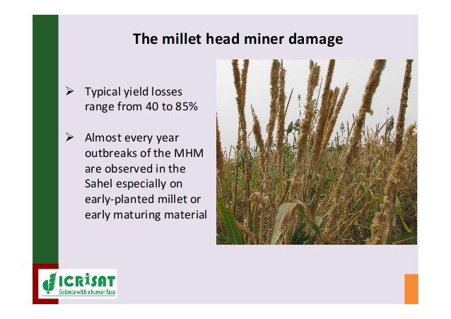 IPM for Pearl Millet in the Sahel: Augmentative on-farm ... IPM for Pearl Millet in the Sahel: Augmentative on-farm ...