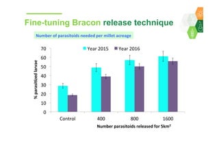 Towards development of a parasitoid cottage industry in the Sahel for biological control of the millet head miner