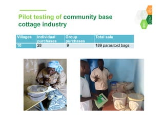 Towards development of a parasitoid cottage industry in the Sahel for biological control of the millet head miner