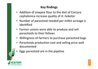 Towards development of a parasitoid cottage industry in the Sahel for biological control of the millet head miner