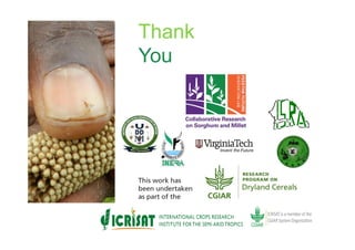 Towards development of a parasitoid cottage industry in the Sahel for biological control of the millet head miner