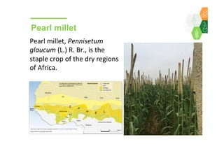 Towards development of a parasitoid cottage industry in the Sahel for biological control of the millet head miner