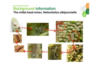 Towards development of a parasitoid cottage industry in the Sahel for biological control of the millet head miner