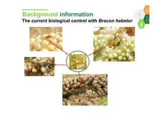 Towards development of a parasitoid cottage industry in the Sahel for biological control of the millet head miner