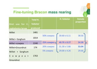 Towards development of a parasitoid cottage industry in the Sahel for biological control of the millet head miner