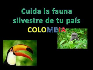 Cuida la fauna silvestre de tu país COLOMBIA 