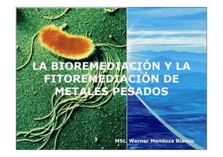 LA BIOREMEDIACIÓN Y LA
  FITOREMEDIACIÓN DE
    METALES PESADOS


         Company
         LOGO
             MSc. Werner Mendoza Blanco
 