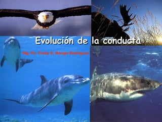 Evolución de la conducta Mg. Ps. Fredy S. Monge Rodríguez 