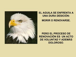EL AGUILA SE ENFRENTA A UNA DURA DESICIÓN: MORIR O RENOVARSE. PERO EL PROCESO DE RENOVACIÓN ES  UN ACTO DE VOLUNTAD Y ADEMÁS DOLOROSO . 