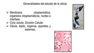 Generalidades del estudio de la célula
 Membrana citoplasmática,
organelos citoplasmáticos, núcleo e
interfase.
 Ciclo celular. División Celular.
 Célula, tejido, órganos, aparatos y
sistemas.
 