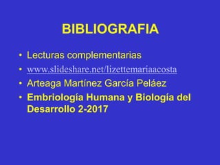 BIBLIOGRAFIA
• Lecturas complementarias
• www.slideshare.net/lizettemariaacosta
• Arteaga Martínez García Peláez
• Embriología Humana y Biología del
Desarrollo 2-2017
 