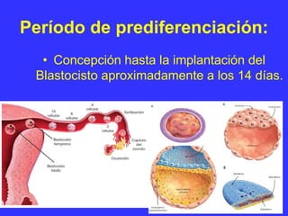 Período de prediferenciación:
• Concepción hasta la implantación del
Blastocisto aproximadamente a los 14 días.
 