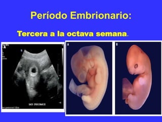 Período Embrionario:
Tercera a la octava semana.
 