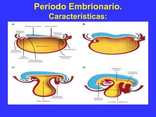 Período Embrionario.
Características:
 