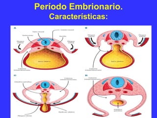 Período Embrionario.
Características:
 