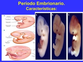 Período Embrionario.
Características:
 