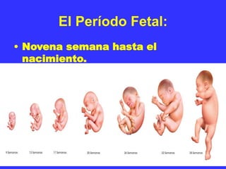 El Período Fetal:
• Novena semana hasta el
nacimiento.
 
