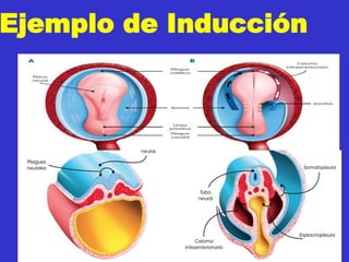 Ejemplo de Inducción
 