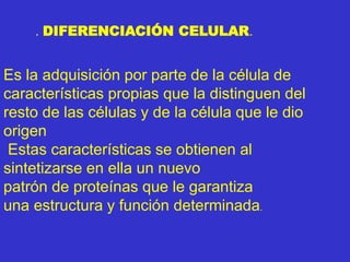Es la adquisición por parte de la célula de
características propias que la distinguen del
resto de las células y de la célula que le dio
origen
Estas características se obtienen al
sintetizarse en ella un nuevo
patrón de proteínas que le garantiza
una estructura y función determinada.
. DIFERENCIACIÓN CELULAR.
 
