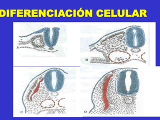 DIFERENCIACIÓN CELULAR
 