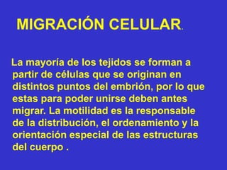 MIGRACIÓN CELULAR.
La mayoría de los tejidos se forman a
partir de células que se originan en
distintos puntos del embrión, por lo que
estas para poder unirse deben antes
migrar. La motilidad es la responsable
de la distribución, el ordenamiento y la
orientación especial de las estructuras
del cuerpo .
 