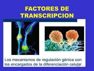 FACTORES DE
TRANSCRIPCION
 